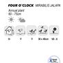 (M) Four O'Clock Seeds Mix seeds 2g Image 3