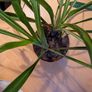 Spider plant Image 2