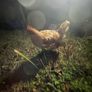 poultry hens Image 2