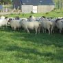 Hoggets Image 10