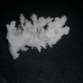 Real white coral Image 2