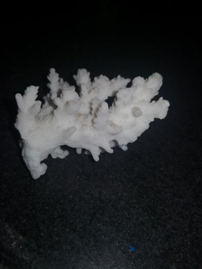 Real white coral