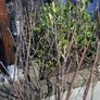 Blackcurrant Plant Image 3
