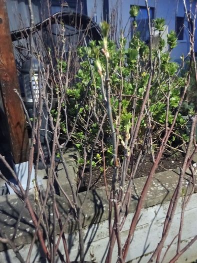 Blackcurrant Plant