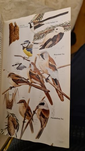 Birds Of Britain And Europe. The Hamlyn Guide. By Bertel Bruun. Illustrated By Arthur Singer. 516 Birds In Colour & 448 Maps. Paperback In FAIR CONDITION. 32..