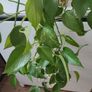 Golden Pothos (Devils Ivy) Image 3