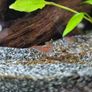shrimp Image 4