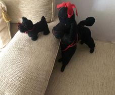 Vintage Toy Poodle & Terrier