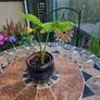 Syngonium Mojito Mottled - house plant - indoor plant Image 3