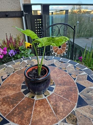 Syngonium Mojito Mottled - house plant - indoor plant