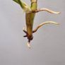 No.8 Philodendron Burle Marx Variegated Image 6