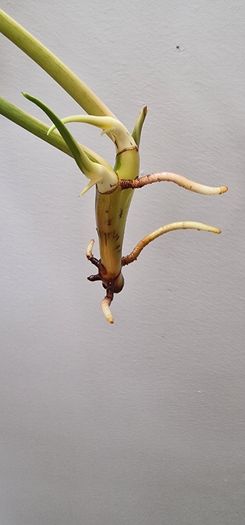 No.8 Philodendron Burle Marx Variegated