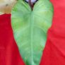 Philodendron Whipple Way mint Image 2