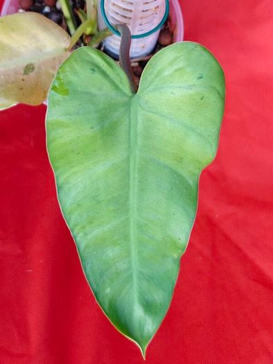 Philodendron Whipple Way mint