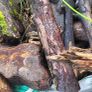 firewood Image 5