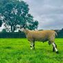 Bluefaced Leicester hoggets Image 5