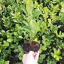 Laurel Hedging Image 2