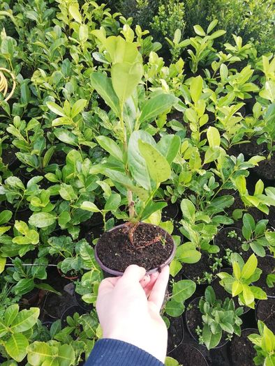 Laurel Hedging