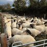 hoggets Louth Image 2