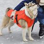 New EMUST Medium Dog Jacket Image 2