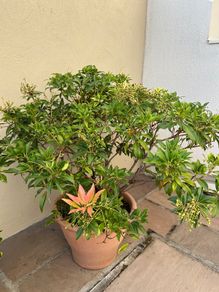 Big plant with clay pot