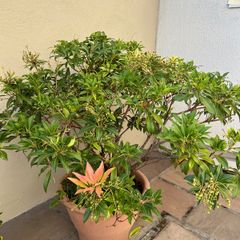 Big plant with clay pot