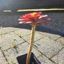 Single rosette Aeonium plant Image 2