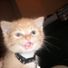 cat8