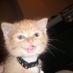 cat8