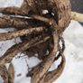 Dahlia tubers Image 4