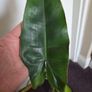 Philodendron paraiso verde plant Image 5