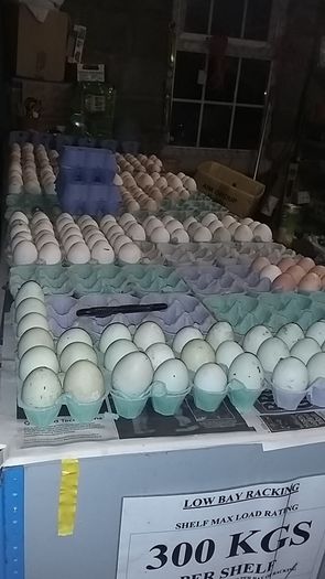 poultry, pullets, Hens,