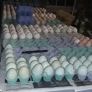 fertile hatching eggs and chicks Image 4