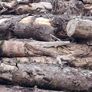Fire wood logs Image 4