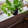 Devil's Ivy plant Image 3
