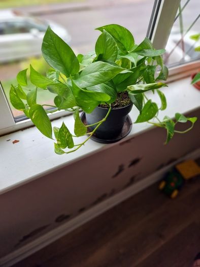Devil's Ivy plant