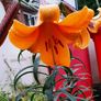 African Queen Lily bulb - 2 available Image 7