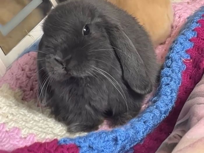 Rabbit
