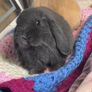 Rabbit Image 2