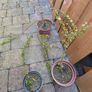 Cotoneasters-various sizes and prices Image 9