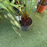 Dicksonia Antarctica (HARDY FERN) Image 3