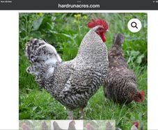 Cuckoo Maran Fertile Eggs