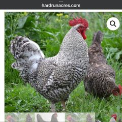 Cuckoo Maran Fertile Eggs