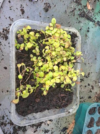 Foxglove seedlings