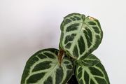Anthurium Silver Blush Plant