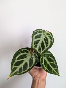 Anthurium Silver Blush Plant