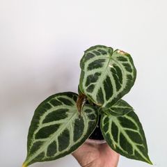 Anthurium Silver Blush Plant