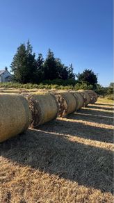Hay for sale