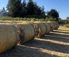 Hay for sale