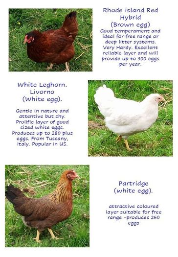 Chickens Point of Lay